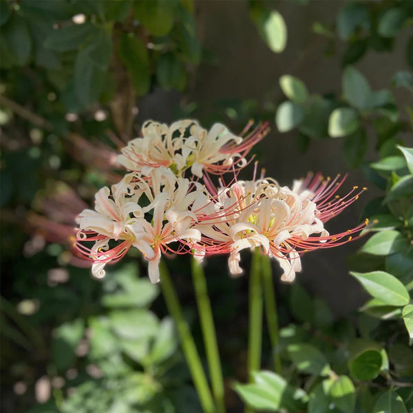 Lycoris squamigera 'White Chunxiao', 1 Bulb