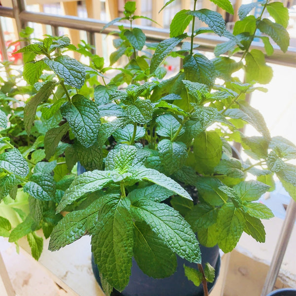 Spearmint Seeds, 300 Seeds