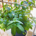 Spearmint Seeds, 300 Seeds
