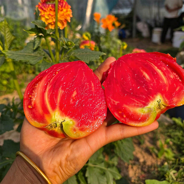 28 Teton de Venus Tomato, 5 Seeds