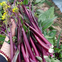 'Bright Red 65' Flowering Stalk Seeds, 5g