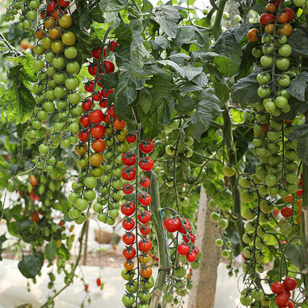 Pearl Falls No. 2 Tomato, 20 Seeds