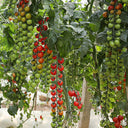 Pearl Falls No. 2 Tomato, 20 Seeds