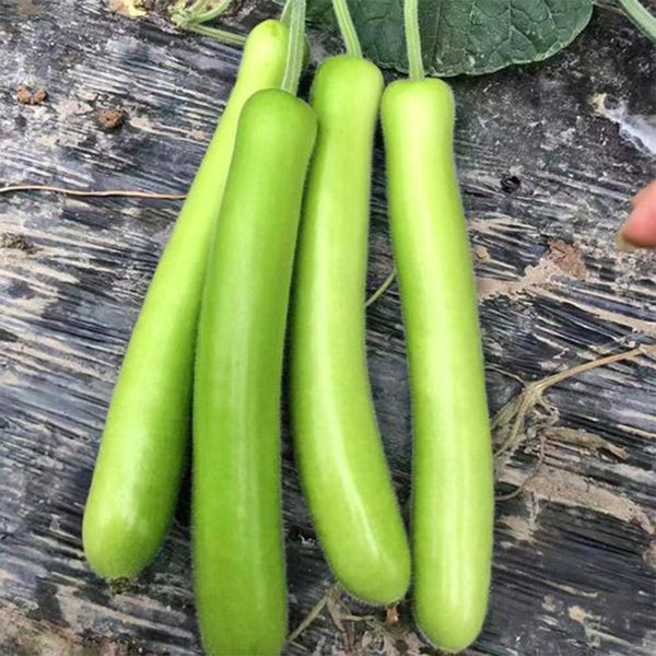 Bottle Gourd Seeds, 3g Per Bag