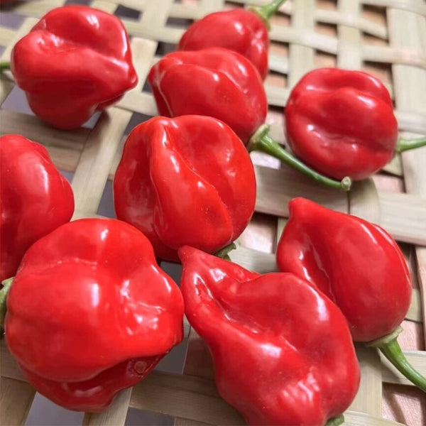 Red Habanero Pepper, 20 ~ 30 Seeds