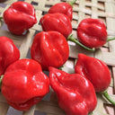 Red Habanero Pepper, 20 ~ 30 Seeds