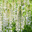 White Lupin, 100 Seeds