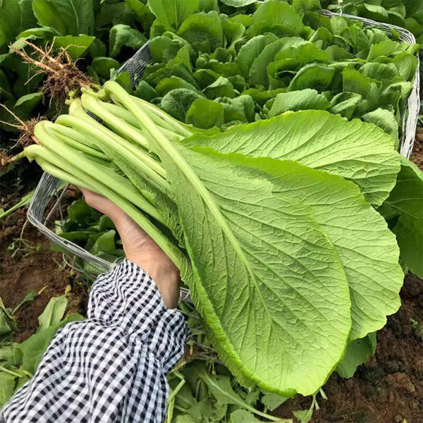 'Huaqing No.1' Sweet Leaf Lettuce Seeds, 20g