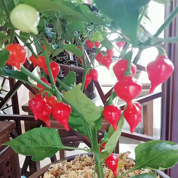 Fruit-flavored Lantern Pepper Seeds, 20 Seeds