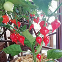 Fruit-flavored Lantern Pepper Seeds, 20 Seeds