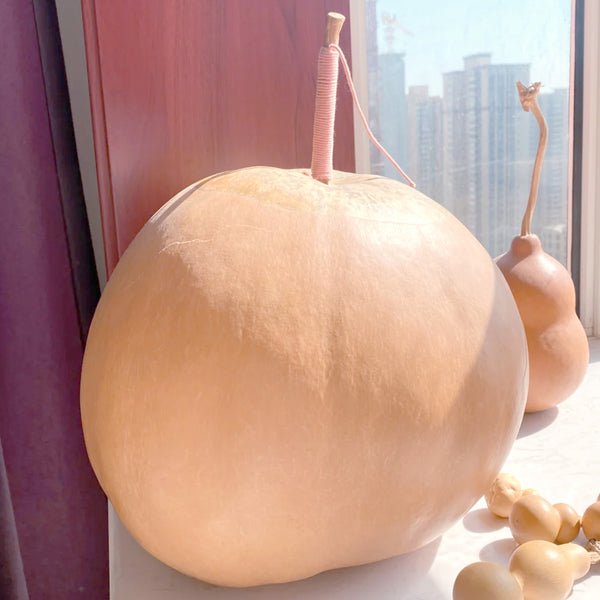 Extra Large Bottle Gourd, 5 Seeds