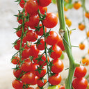 Pearl Falls No. 2 Tomato, 20 Seeds