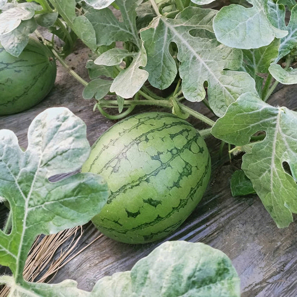 Xiaofeng Watermelon, 10 Seeds