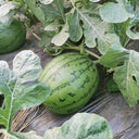 Xiaofeng Watermelon, 10 Seeds