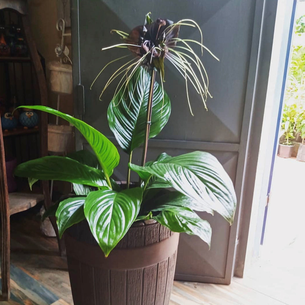 Tacca Chantrieri Seeds (5 Seeds)