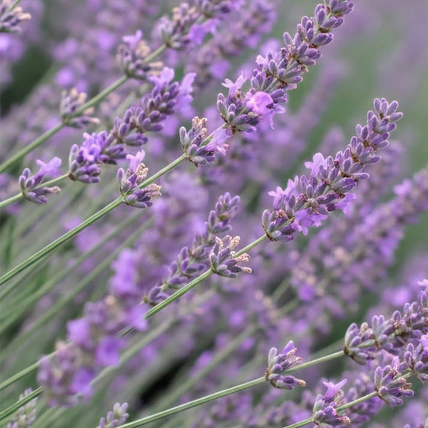 Narrowleaf Lavender, 200 Seeds