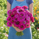 W1348 Large-Flowered Purple Zinnia, 100 Seeds