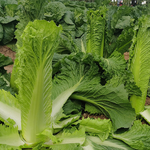 Taiyuan Erqing Chinese cabbage Seeds, 5 × 5g Bags