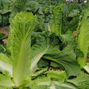 Taiyuan Erqing Chinese cabbage Seeds, 5 × 5g Bags