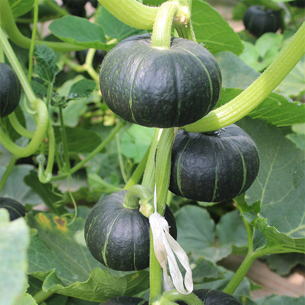 Beibei No.4 Baby Pumpkin, 2 Bags × 5 Seeds