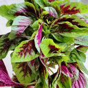 Pointed-Leaf Red Amaranth Seeds, 10g