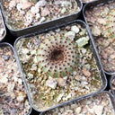 Frailea phaeodisca, 2-3cm