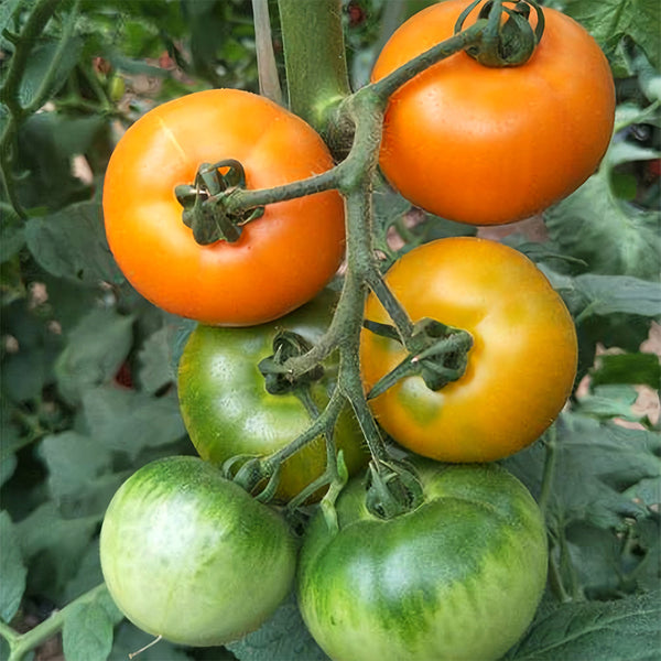 'Imperial Concubine' Yellow Tomato