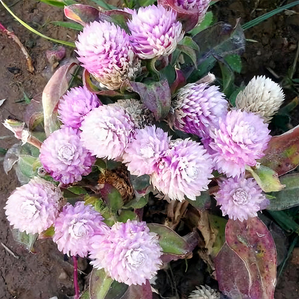 Dwarf Globe Amaranth Seeds