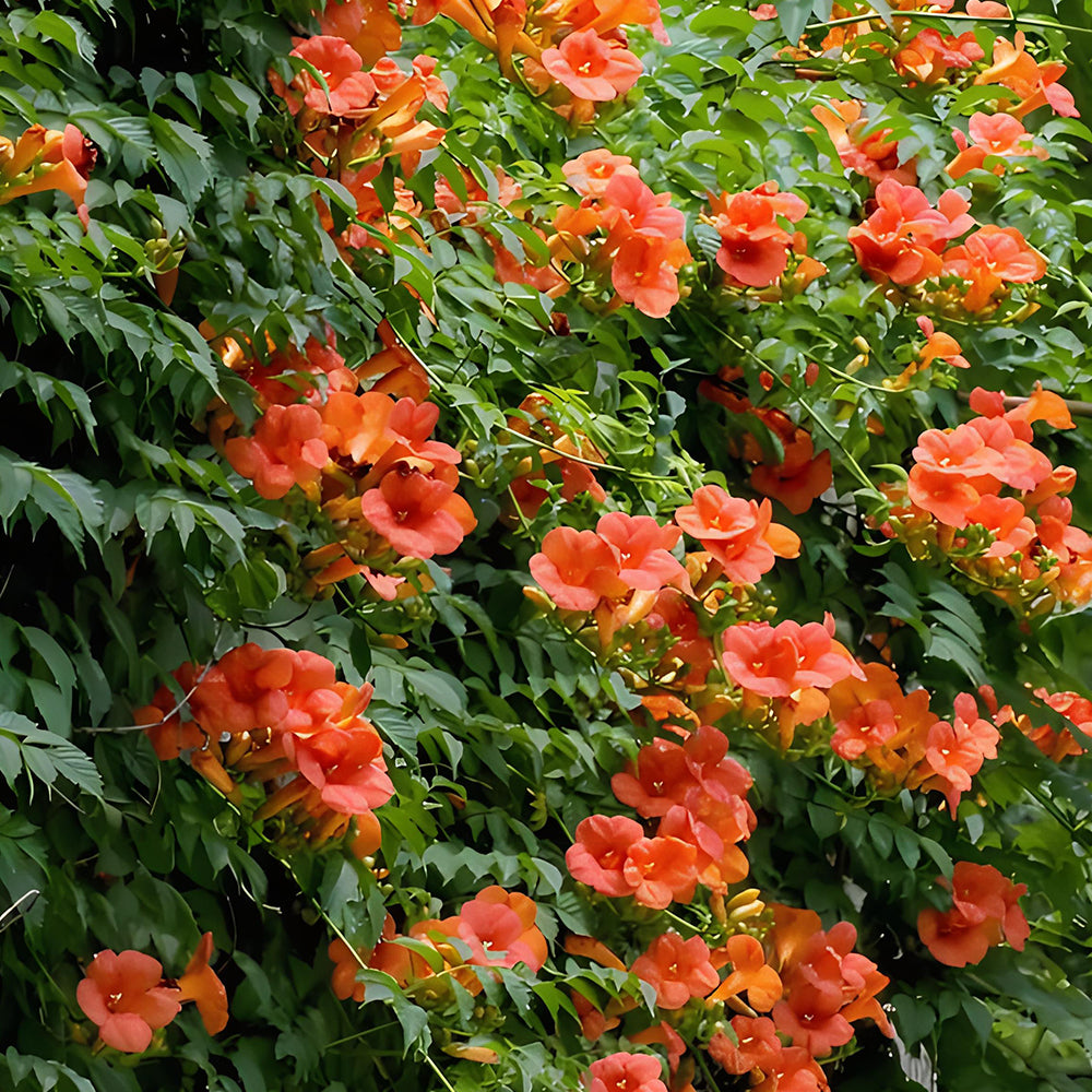 Chinese Trumpet Vine Seeds - Campsis grandiflora