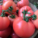 'Fluffy Pink 802' Tomato