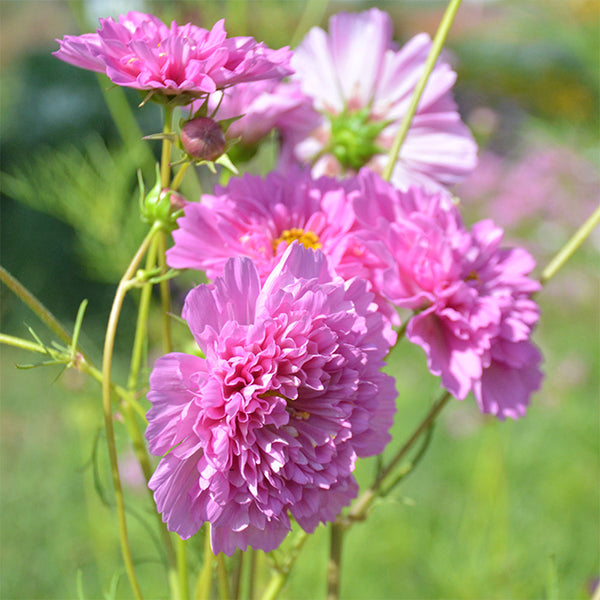 Cosmos bipinnatus 'Double Click Rose Bonbon'