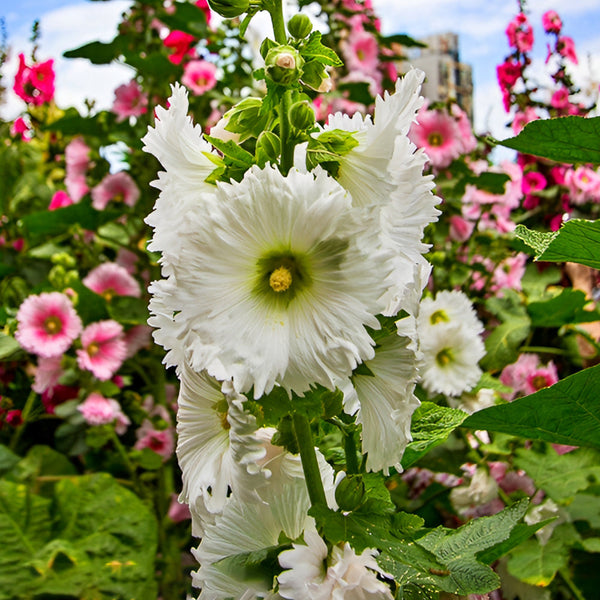 Alcea 'Chaste White'