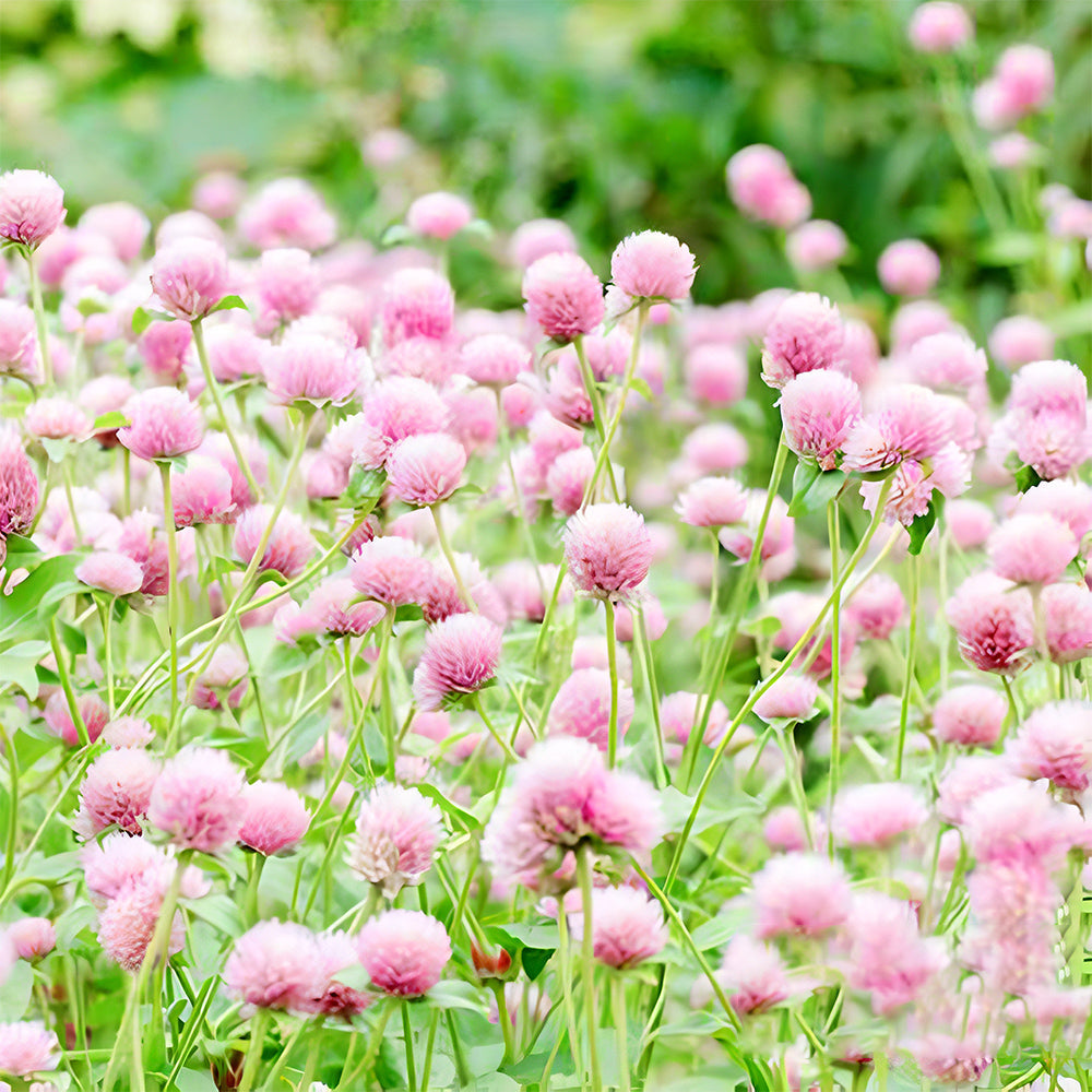 Vibrant Globe Amaranth Seeds