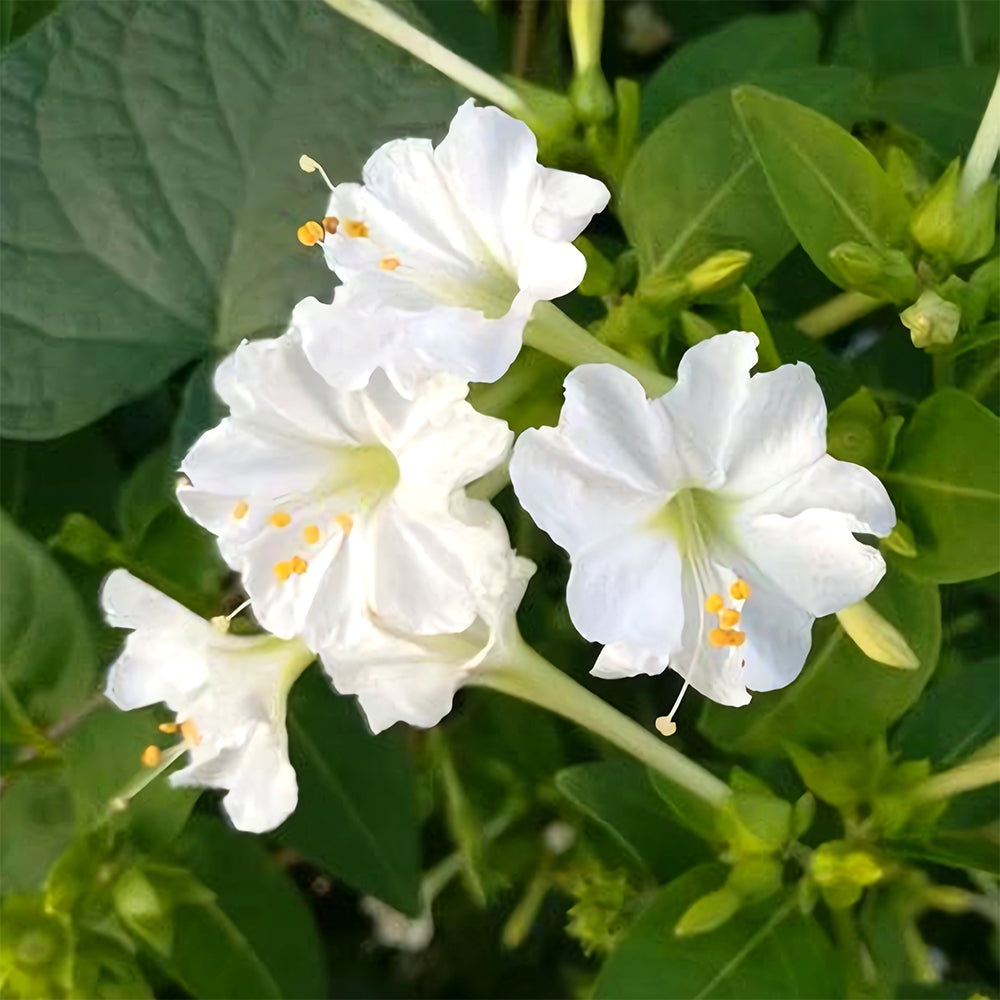 Four O'clock Flower (Mirabilis jalapa) Seeds