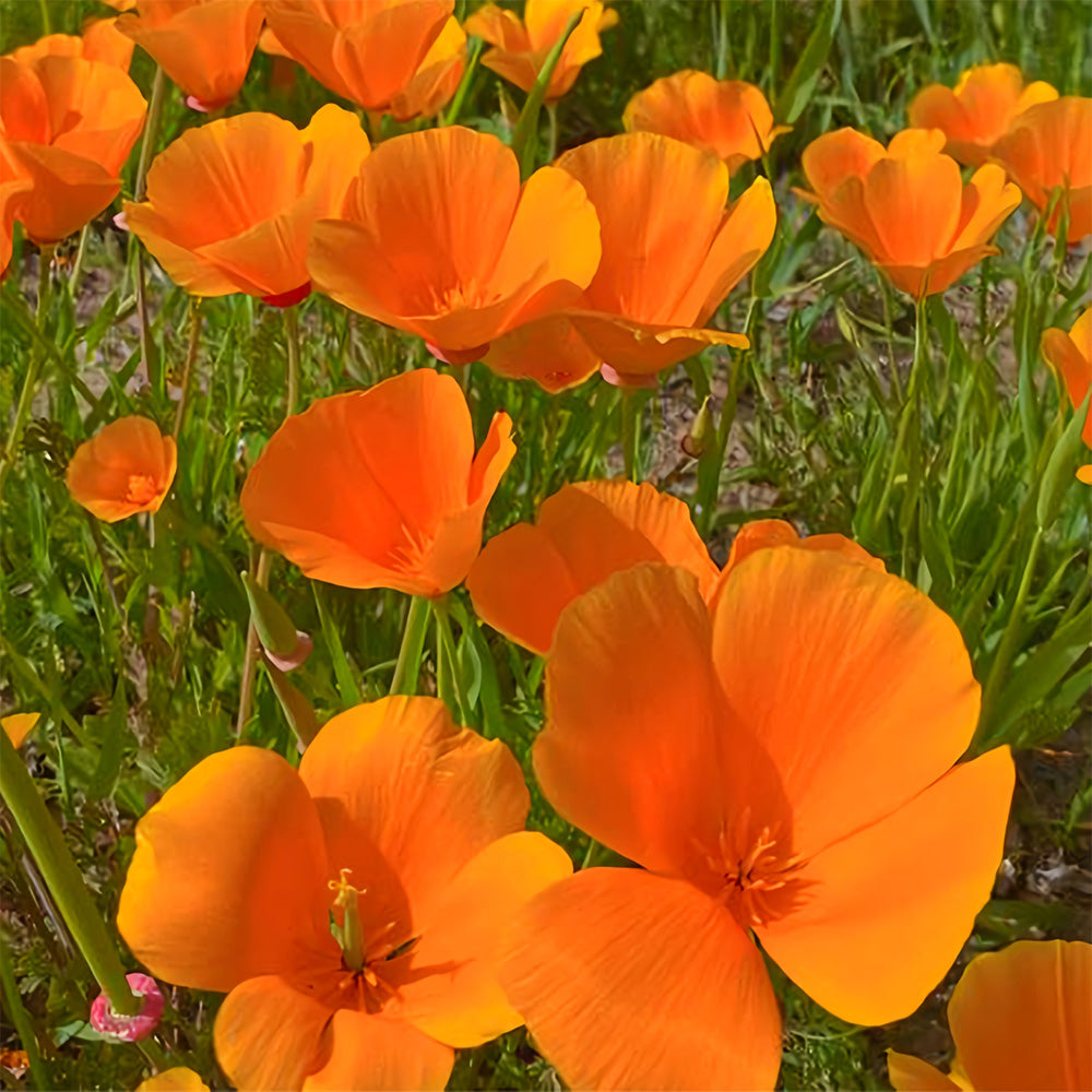 Eschscholzia californica Seeds