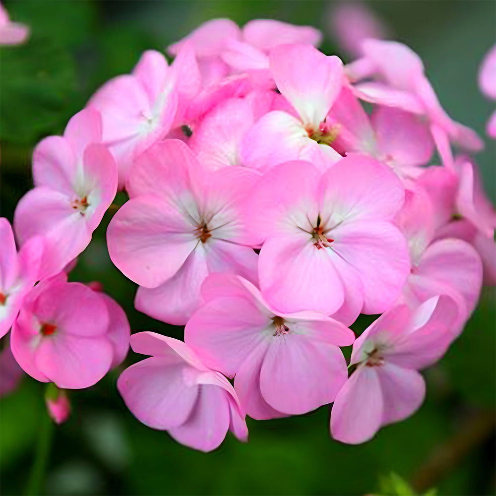 Geranium Seeds - Landscaper Pink F1