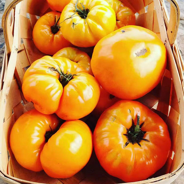 Kellogg's Breakfast Tomato, 10 Seeds