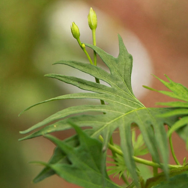 Red Maple Leaf Cypress Vine, 5 Seeds