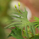 Red Maple Leaf Cypress Vine, 5 Seeds