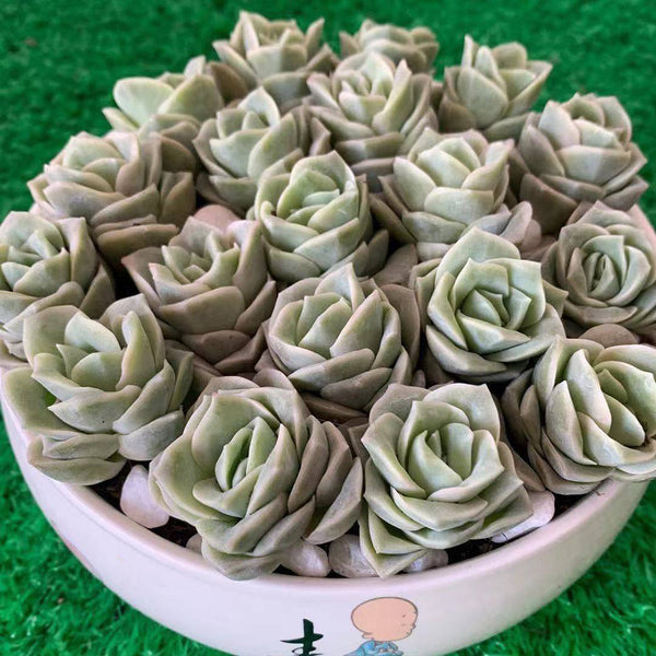 Graptoveria 'Lovely Rose', 3pcs x 1-head