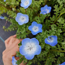 Hezhichun Baby Blue Eyes, 30 Seeds
