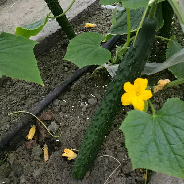 'Fuyang No.2' F1 Cucumber Seeds, 25g