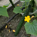 'Fuyang No.2' F1 Cucumber Seeds, 25g