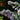 Feather-leaved Psoralea, 1 Seeds