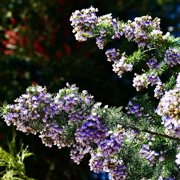 Feather-leaved Psoralea, 1 Seeds