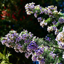 Feather-leaved Psoralea, 1 Seeds