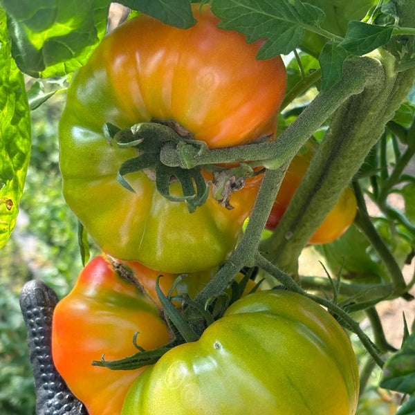 Hillbilly Potato Leaf Tomato, 15 Seeds