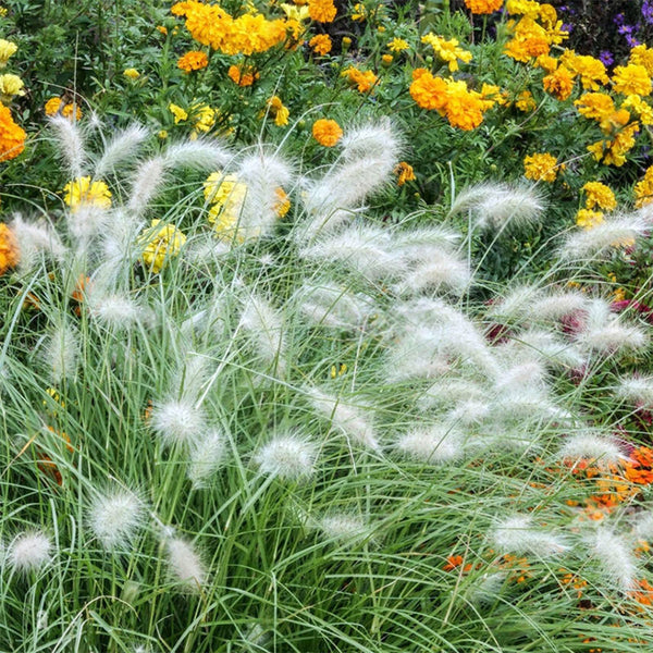 U2223 Long Feathery Fountain Grass, 20 Seeds