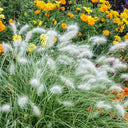 U2223 Long Feathery Fountain Grass, 20 Seeds
