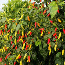White Wrinkled Xiaomila Chili Pepper Seeds, 1800 Seeds